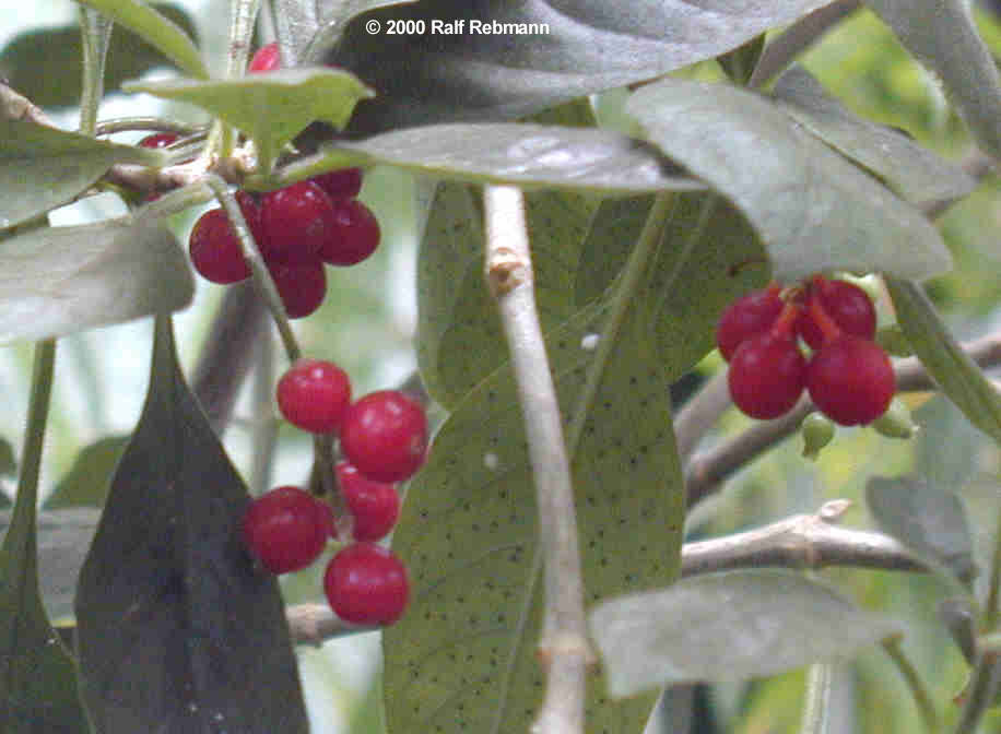 Cephaelis acuminata Bild01